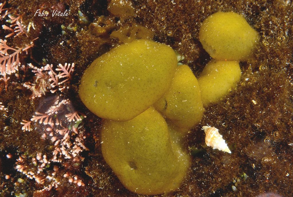 Colpomenia sinuosa